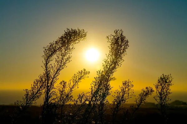 Widok Zachodu Słońca Suche Rośliny — Zdjęcie stockowe