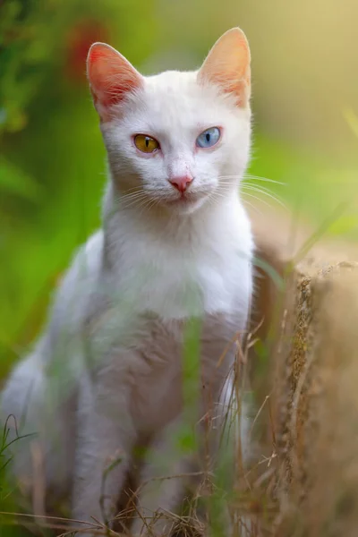 Портрет Білої Кішки Очима Різних Кольорів — стокове фото