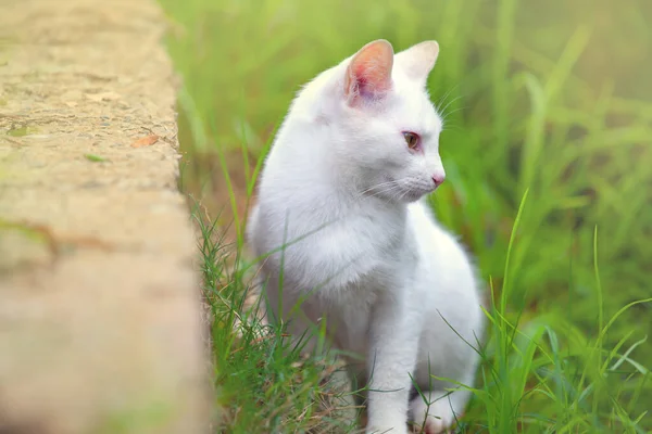 Witte Kat Het Gras — Stockfoto