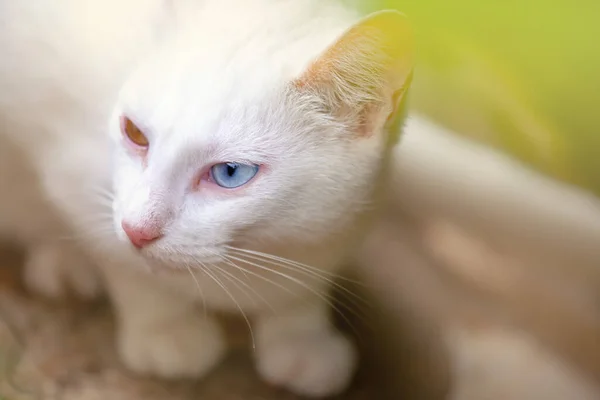 一只有着不同颜色的眼睛的白猫的画像 — 图库照片