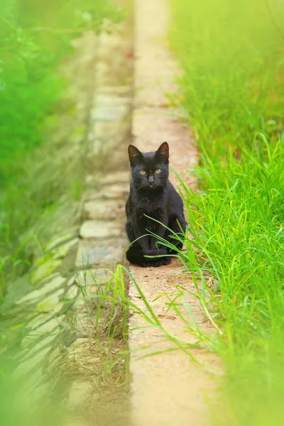 Cute Black Kitten Grass — Stock Photo, Image