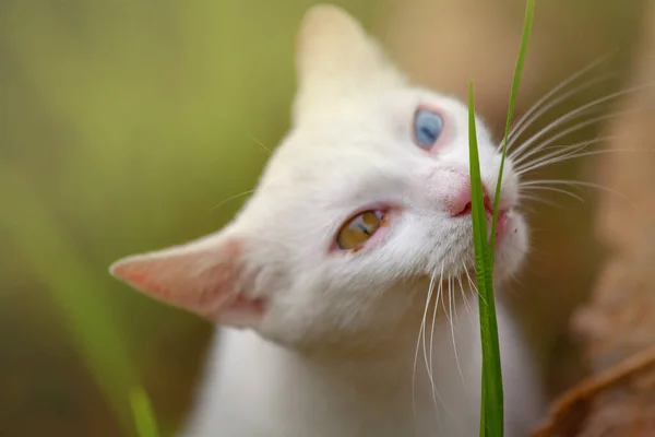 Portrét Bílé Kočky Očima Různých Barev — Stock fotografie