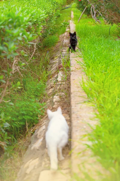 夏园里两只可爱的猫 — 图库照片