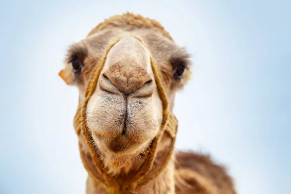 Kamel Ørkenen Nærbillede - Stock-foto