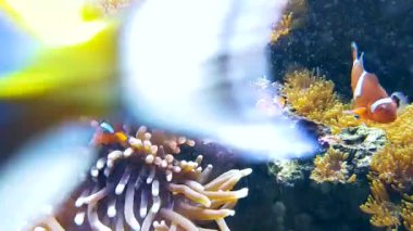 Su altı faunası, balık, su altı. Video