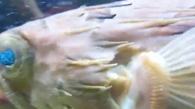 Su altı faunası, balık, su altı. Video