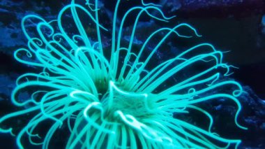 Akvaryum Şirin Balık Videosu