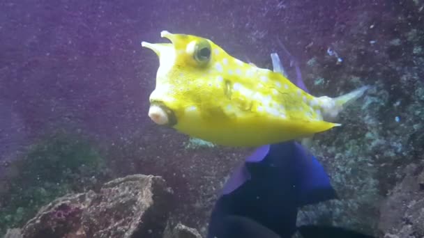 Fauna Acuática Peces Bajo Agua Vídeo — Vídeo de stock