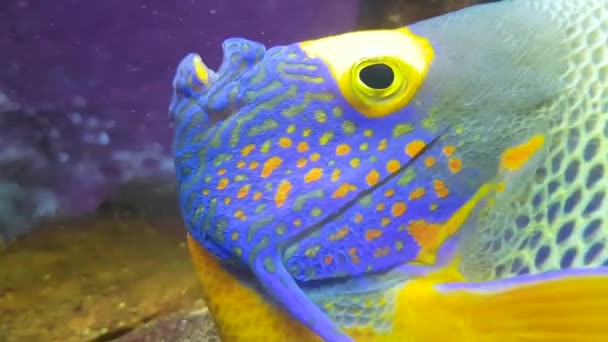 Fauna Acuática Peces Bajo Agua Vídeo — Vídeo de stock