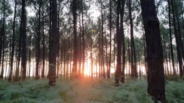 Apus Soare Pădure Ferigi Creștere — Videoclip de stoc