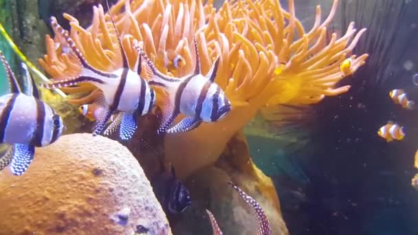 Vodní Živočichové Ryby Pod Vodou Video — Stock video