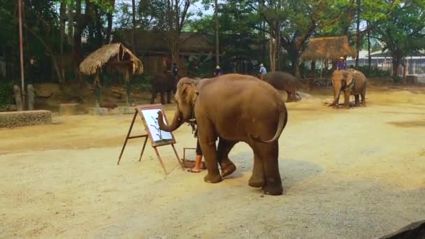 치앙마이에서 코끼리들 관광객들 앞에서 그림을 그리고 태국에서 코끼리들의 캠프와 — 비디오