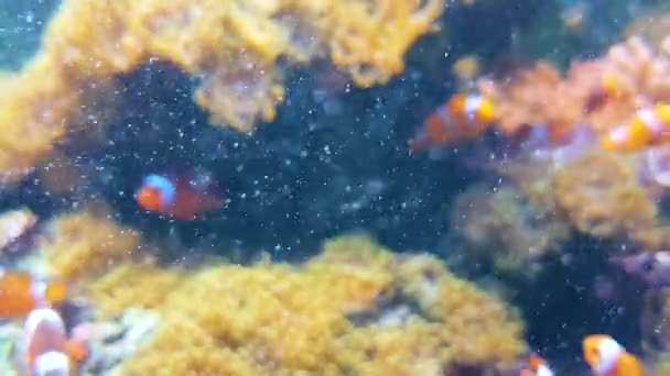 Aquatische Fauna Vissen Onderwater Video — Stockvideo