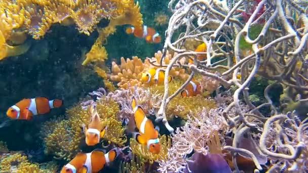 Aquarium Cute Fish Video — Stock Video