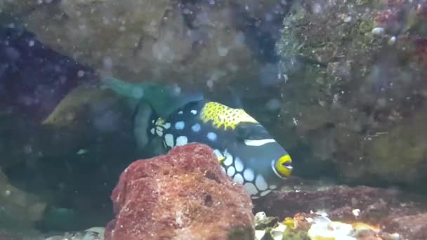 Fauna Aquática Peixes Subaquáticos Vídeo — Vídeo de Stock