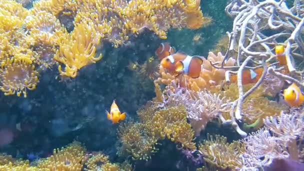 Faune Aquatique Poissons Sous Marins Vidéo — Video