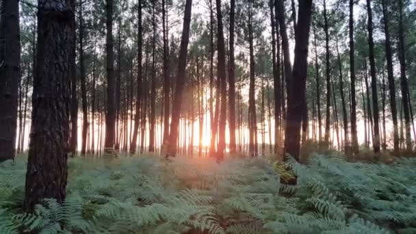 Sonnenuntergang Wald Mit Wachsenden Farnen — Stockvideo