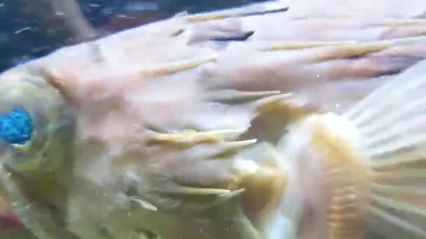 Aquatic Fauna Fish Underwater Video — Stock Video