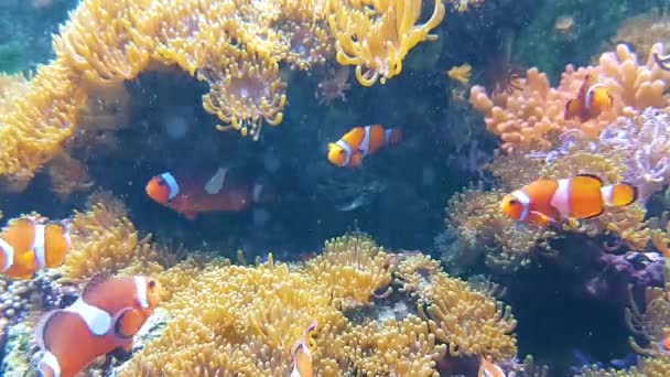 Faune Aquatique Poissons Sous Marins Vidéo — Video