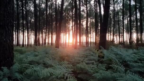 Puesta Sol Bosque Con Helechos Crecimiento — Vídeo de stock