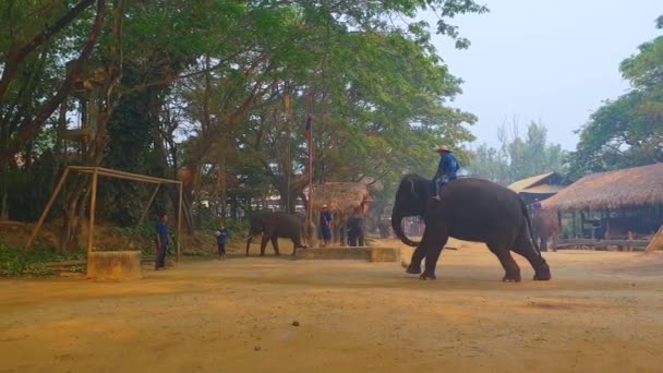 Chiang Mai Thailand Mars 2019 Turister Rider Elefanter Vildskog Vid — Stockvideo