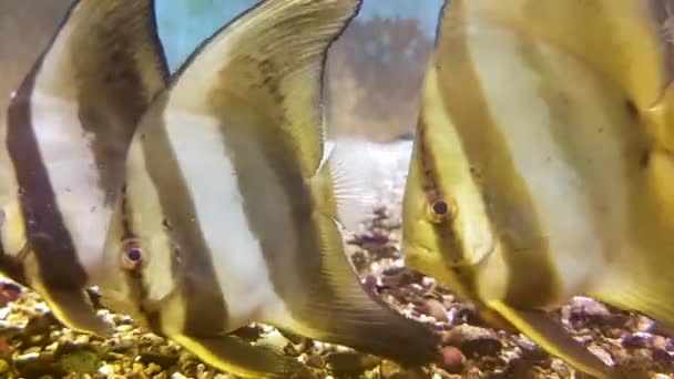 Fauna Aquática Peixes Subaquáticos Vídeo — Vídeo de Stock