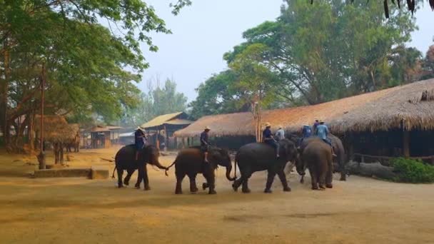 치앙마이 2019 코끼리 공원의 숲에서 코끼리를 관광객 코끼리등에 사람들 — 비디오