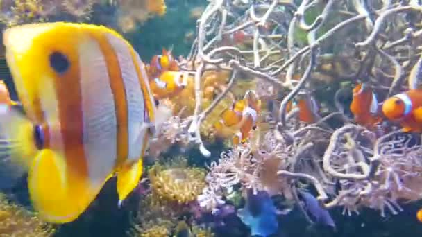 Fauna Acuática Peces Bajo Agua Vídeo — Vídeo de stock