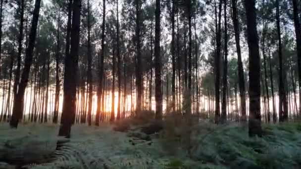 シダが生えている森の夕日 — ストック動画