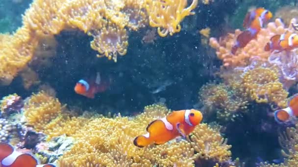 Fauna Aquática Peixes Subaquáticos Vídeo — Vídeo de Stock
