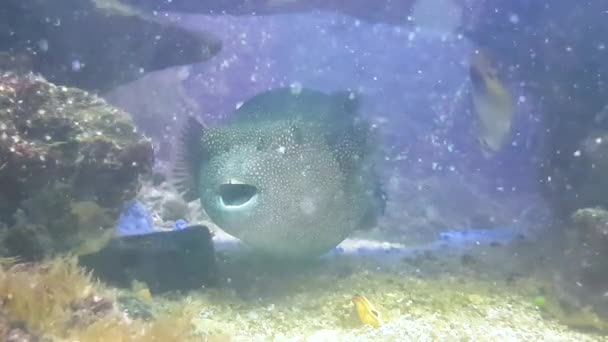 Водная Фауна Рыба Водой Видео — стоковое видео