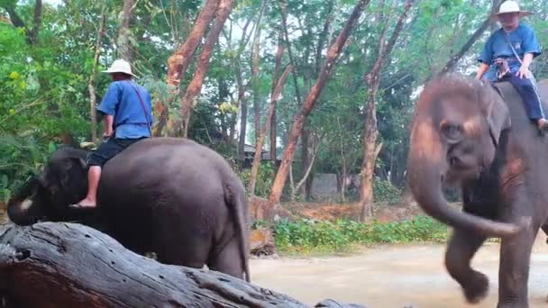 Chiang Mai Thailand Mars 2019 Turister Rider Elefanter Vildskog Vid — Stockvideo