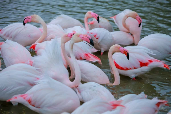 분홍색 플라밍고 — 스톡 사진