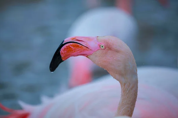 Flamingos Rosa Água — Fotografia de Stock