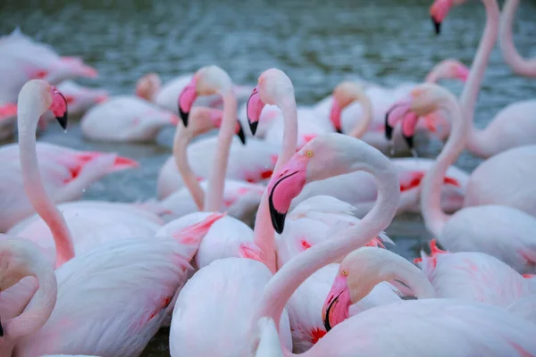 水中的粉红火烈鸟 — 图库照片