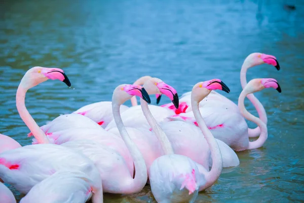 Flamingos Rosa Água — Fotografia de Stock