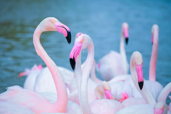 Flamingos Rosa Água — Fotografia de Stock