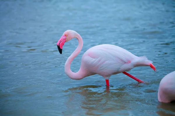 Rosa Flamingos Vattnet — Stockfoto