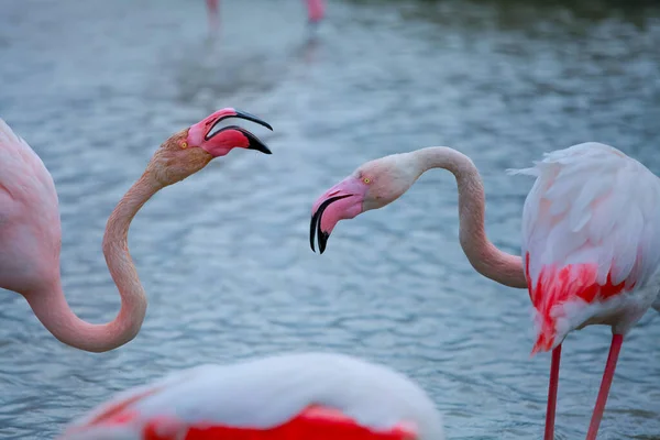 Rosa Flamingos Vattnet — Stockfoto