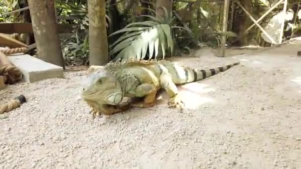 An exotic green lizard an iguana in a zoo walks in the open air and nods its head — Stock Video