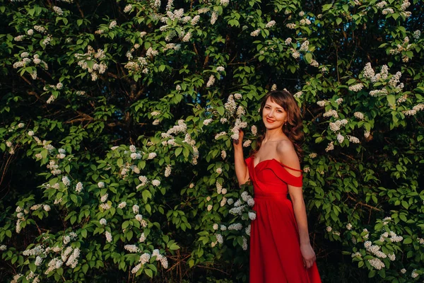 Портрет молодої красивої дівчини з довгим каштановим волоссям, в довгій червоній сукні на тлі величезного квітучого буша з білого буса. — стокове фото