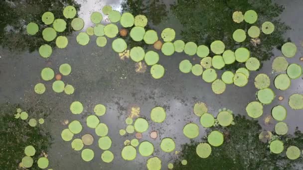 植物園のモーリシャス島のビクトリアの睡蓮の空中ビュー — ストック動画