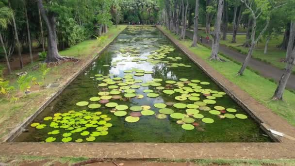 Flygfoto Över Victorias Näckrosor Mauritius Botaniska Trädgården — Stockvideo