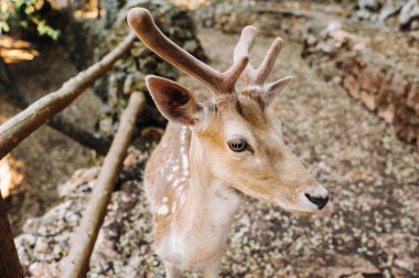 Geyik taşın içinde açık doğa rezervi, hayvanat bahçesi, Zakynthos adasında rezerv. Yunanistan.