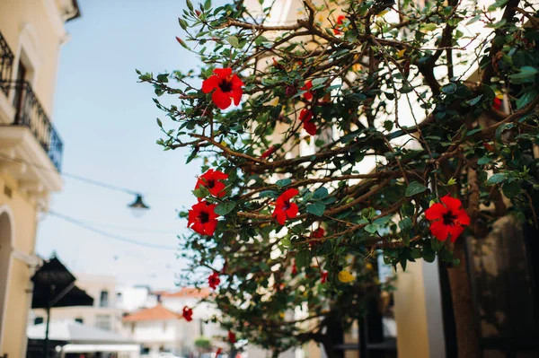 Ett Blommande Träd Den Gamla Staden Zakynthos Blommor Stad Zakynthos — Stockfoto