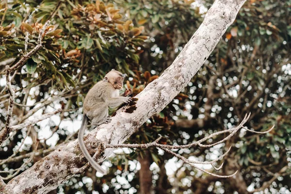 Μια Άγρια Ζωντανή Μαϊμού Κάθεται Ένα Δέντρο Στο Νησί Του — Φωτογραφία Αρχείου