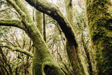 Garajonay Ulusal Parkı, defne ormanı, Laurisilva, La Gomera, Kanarya Adaları İspanya 