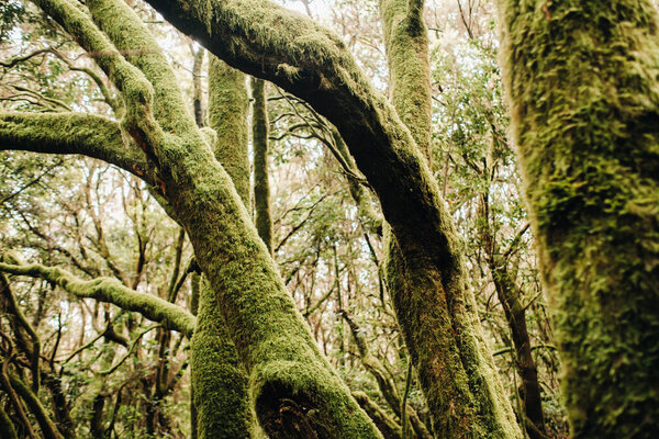 Garajonay National Park, laurel forest, laurisilva, La Gomera, Canary Islands Spain 