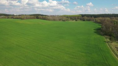 Yeşil ekili bir tarlada yavaş uçuş. 4K insansız hava aracı. Beyaz Rusya 'nın arazileri.