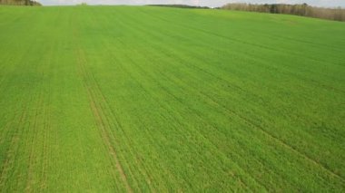 Yeşil ekili bir tarlada yavaş uçuş. 4K insansız hava aracı. Beyaz Rusya 'nın arazileri..